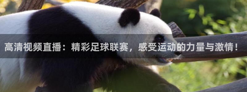 高清视频直播：精彩足球联赛，感受运动的力量与激情！