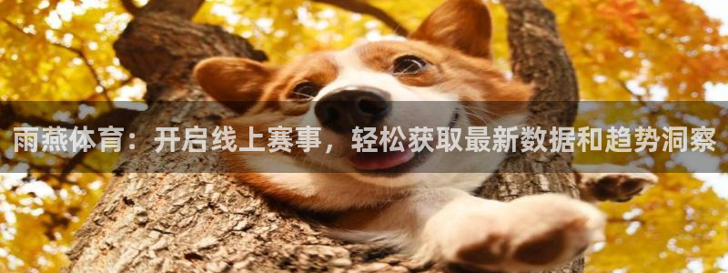 雨燕体育：开启线上赛事，轻松获取最新数据和趋势洞察